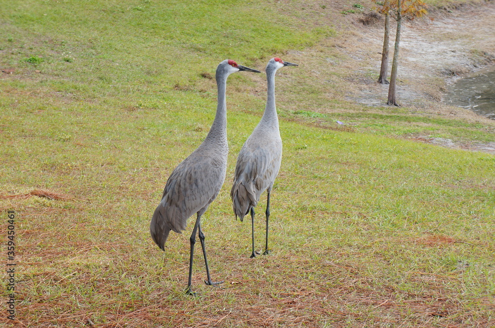 Naklejka premium sandhill crane couple are looking for a food in grass