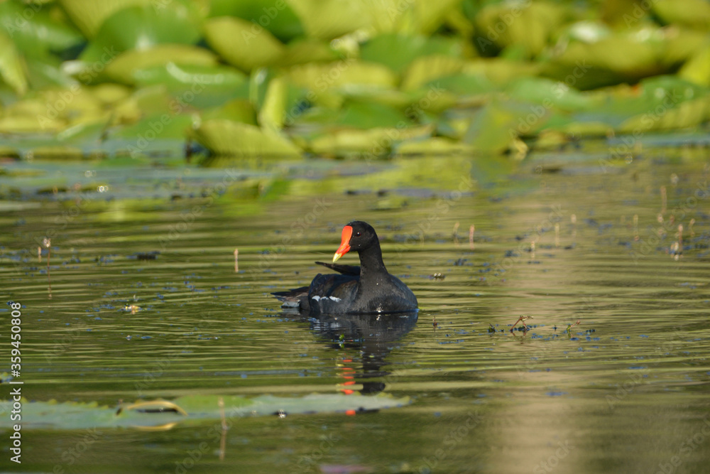 Moorhen or Common Gallinule bird on water Moorhen or Common Gallinule bird on water