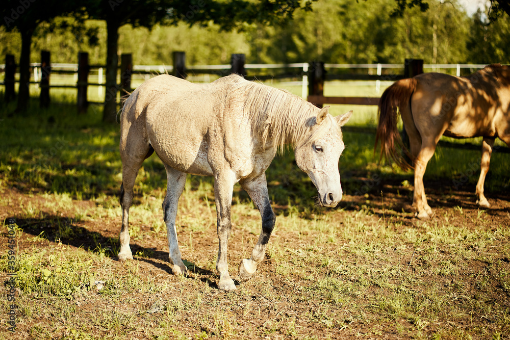 two beautiful horses on a meadow in summer two beautiful horses on a meadow in summer