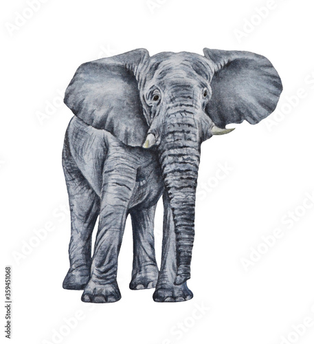 African elephant on a white background. Realistic watercolor illustration of an animal. Ideal for printing  prints  postcard logos  posters.