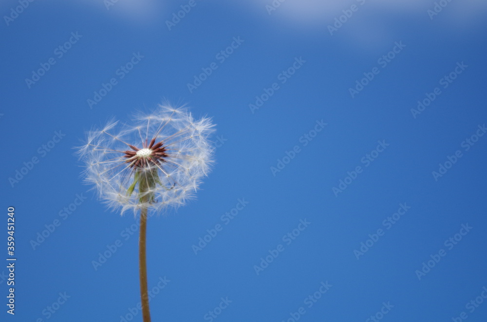 Obraz premium Blue sky dandelion