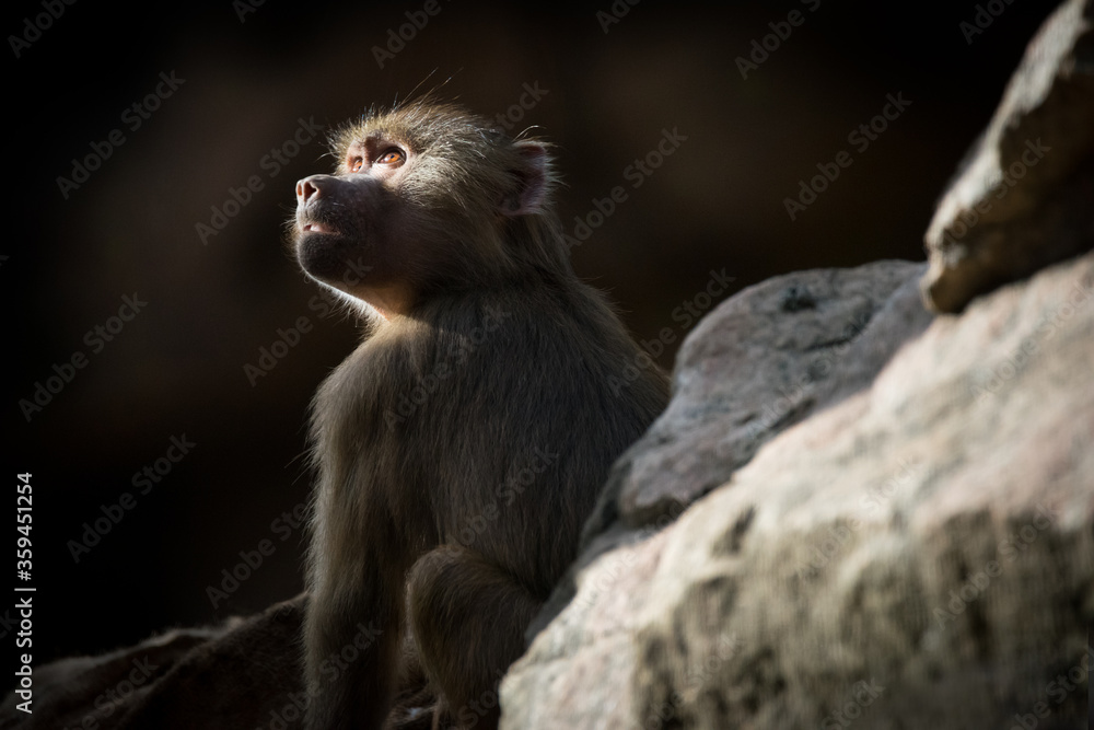 Naklejka premium A young captive-born Hamadryas Baboon at a zoo in South Australia. In the wild they are found in the Horn of Africa and the Arabian Peninsula.