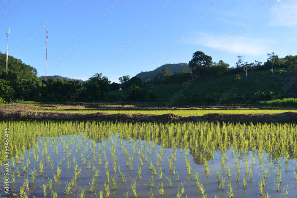 Rice plants are growing in the middle of farms in Thailand. Rice plants are growing in the middle of farms in Thailand.