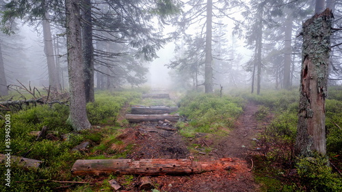 Decomposing remains of wooden walking path pavement in the forest during foggy weather, Jeseniky, Czech Republic