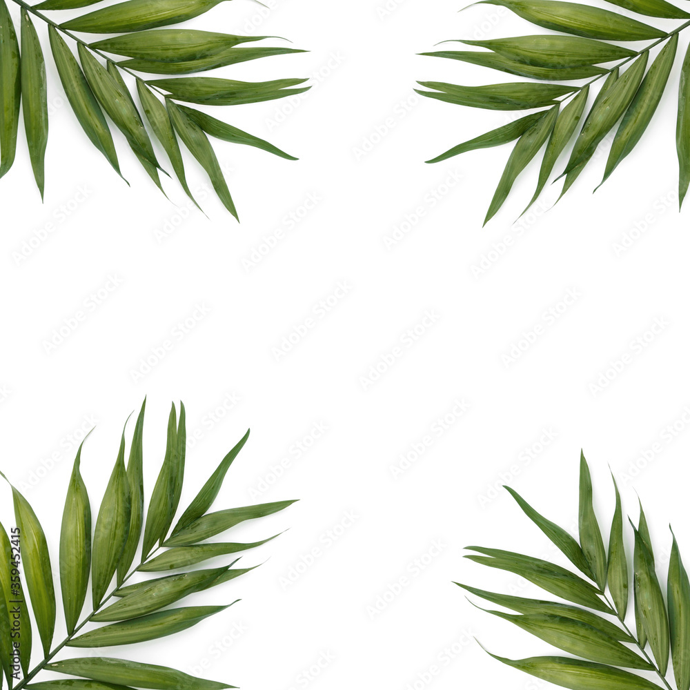 White background with leaves White background with leaves