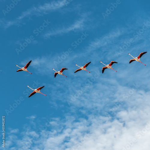 Vol de flamants roses - Flight of flamingos