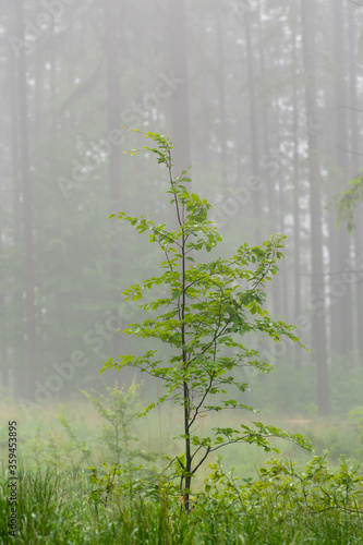 Green young tree in natural forest environment