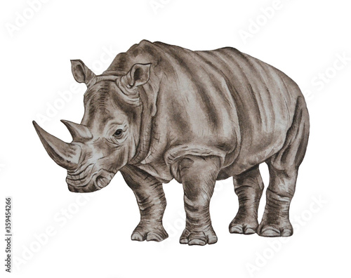 Photography African rhino