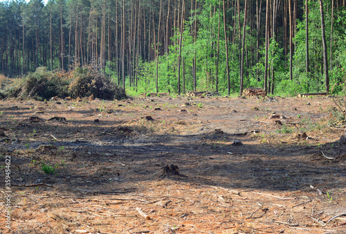 Quadro su tela Clearcut logging area in the forest with pine trees cut down as a form of deforestation contributing to climate change