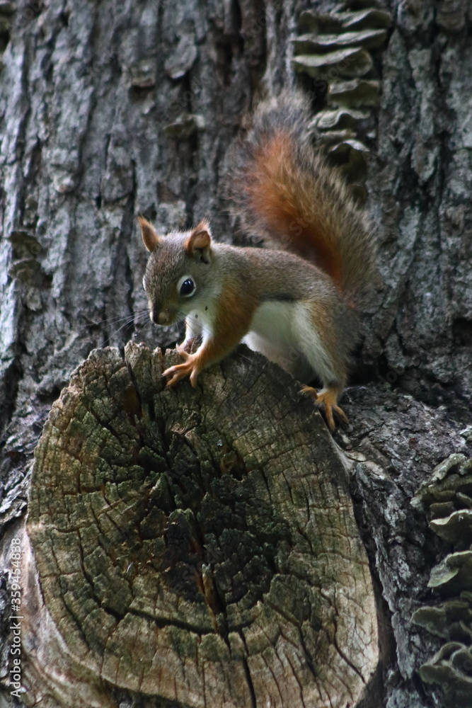 Young American Red Squirrel (Tamiasciurus hudsonicus) on a Silver Maple tree in Wisconsin
