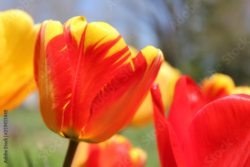 stunning multi coloured red and yellow tulips in a springtime garden and lovely blue sky in the background