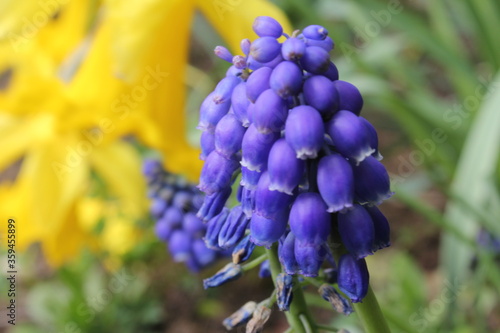 Bright yellow spring daffodil with purple grape hyacinth flower clusters focused in the foreground. 