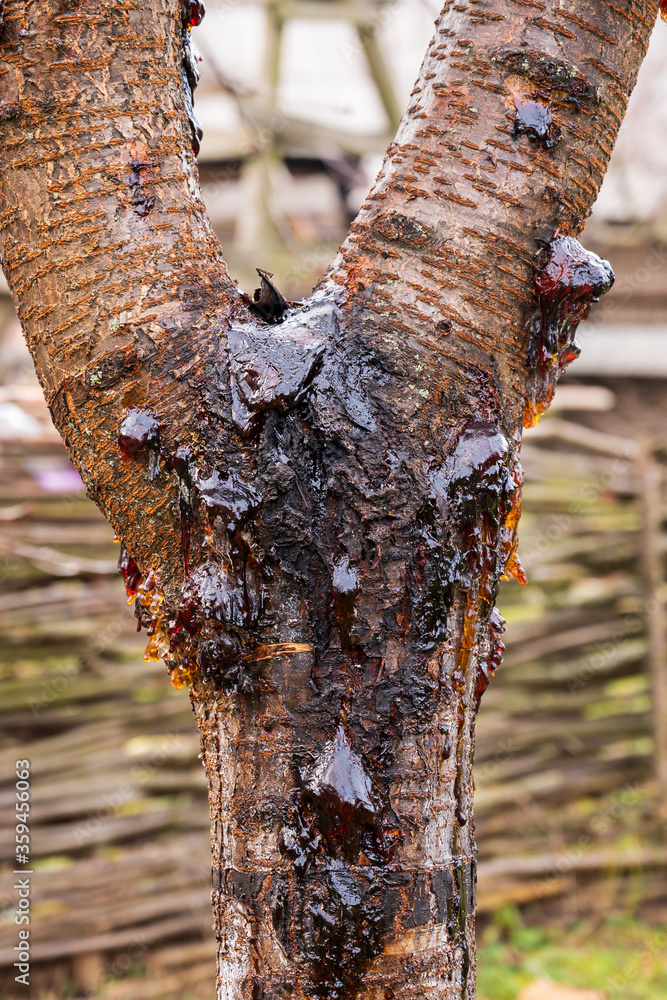 Naklejka premium Leaking sap on a cherry tree