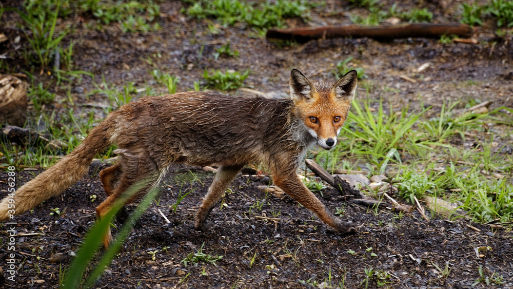 Fototapeta premium Der Fuchs auf Nahrungssuche am Chiemsee Bayern