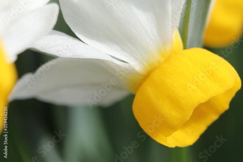 Pretty spring white and yellow daffodil macro close up 