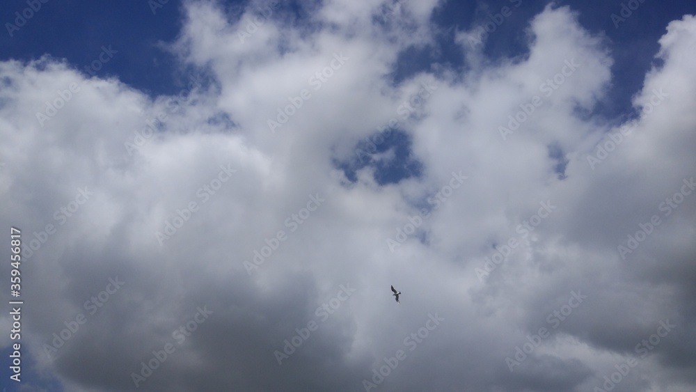 Sky with clouds and bird
