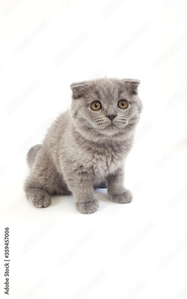 Obraz premium SCOTTISH FOLD BLEU