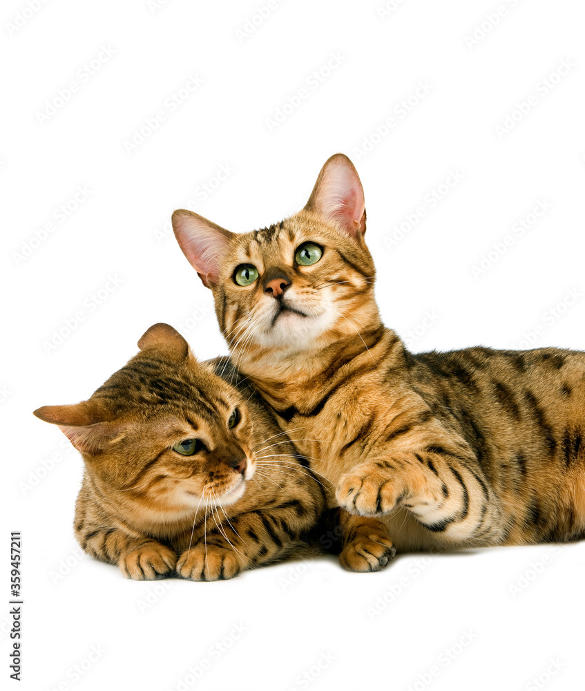 Fototapeta premium BENGAL BROWN SPOTTED TABBY