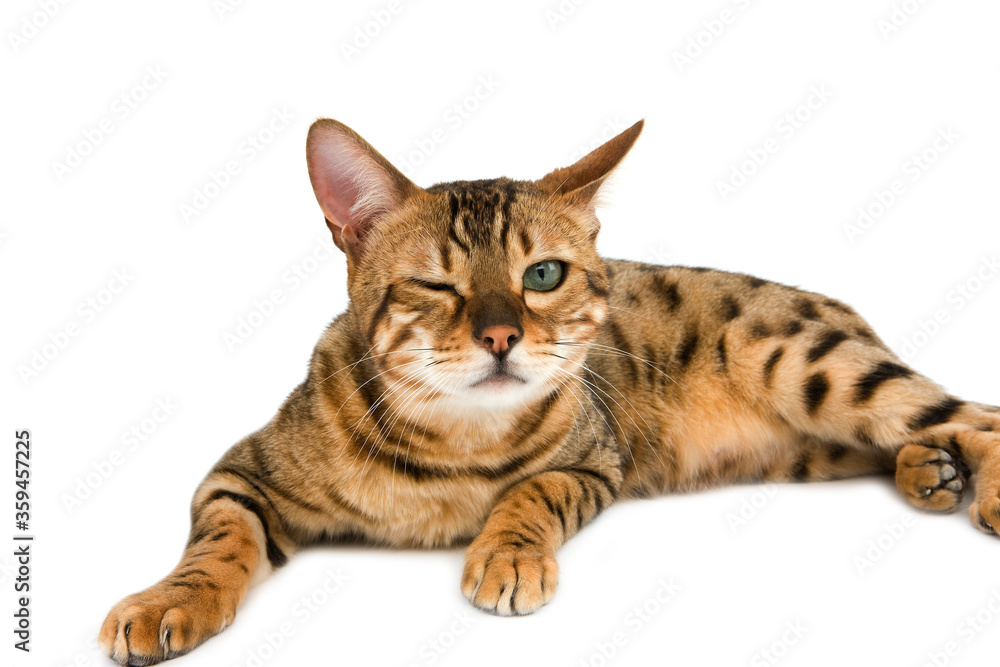 BENGAL BROWN SPOTTED TABBY