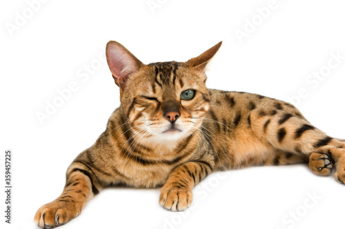 BENGAL BROWN SPOTTED TABBY