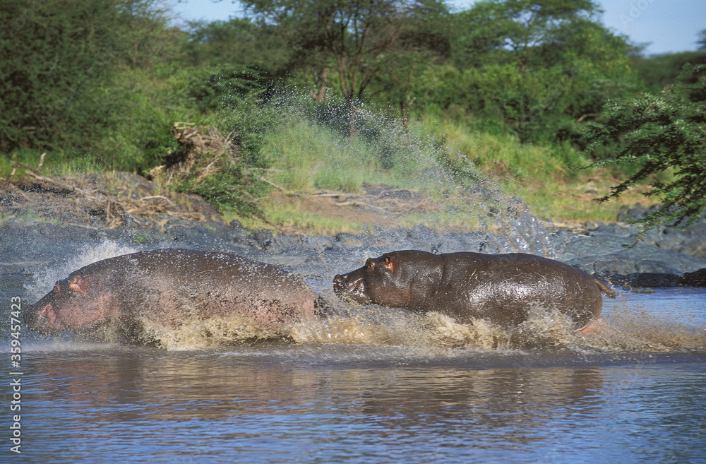 Fototapeta premium HIPPOPOTAME hippopotamus amphibius