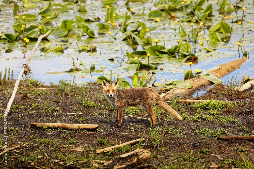 Obraz premium Der Fuchs auf Nahrungssuche am Chiemsee Bayern
