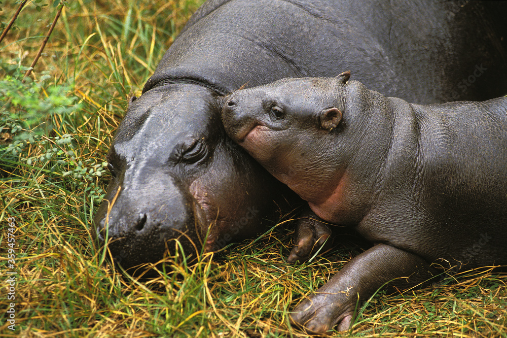 HIPPOPOTAME NAIN choeropsis liberiensis HIPPOPOTAME NAIN choeropsis liberiensis
