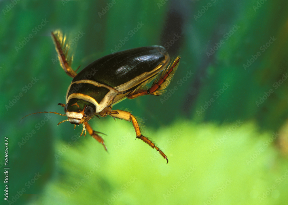 DYTIQUE BORDE dytiscus marginalis DYTIQUE BORDE dytiscus marginalis