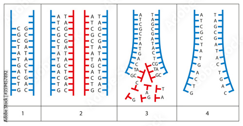 Mechanism of DNA replication. Semiconservative replication then starts with one DNA molecule, and produces two daughter molecules.