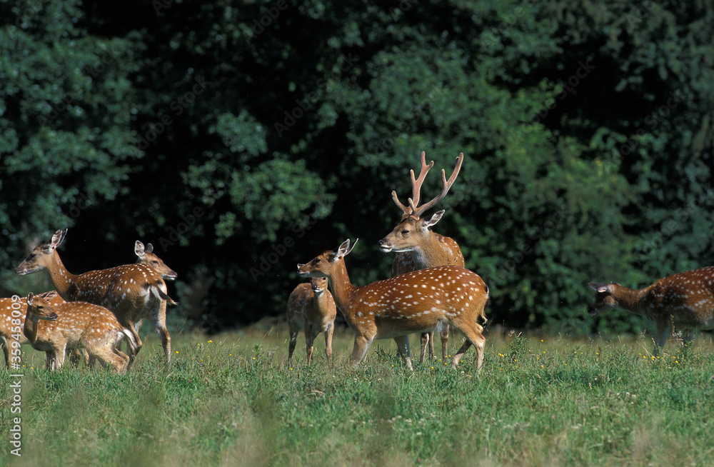 CERF SIKA DU VIETNAM cervus nippon pseudaxis CERF SIKA DU VIETNAM cervus nippon pseudaxis