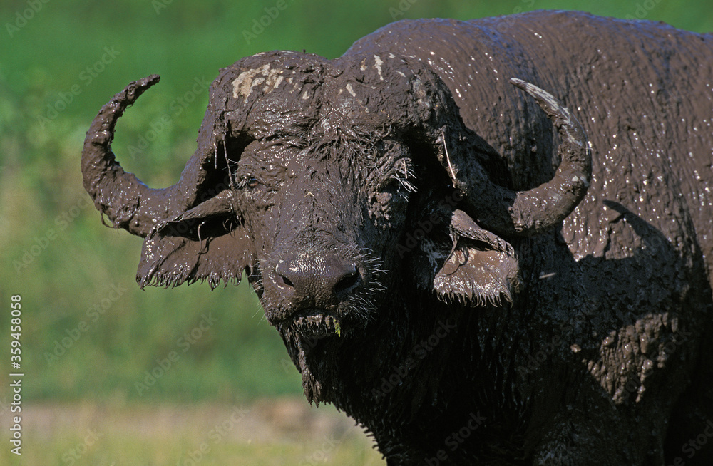 Fototapeta premium BUFFLE D'AFRIQUE syncerus caffer