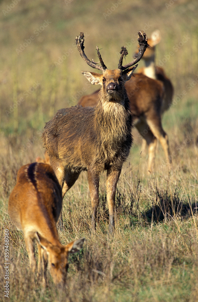 Fototapeta premium CERF BARASINGHA cervus duvauceli
