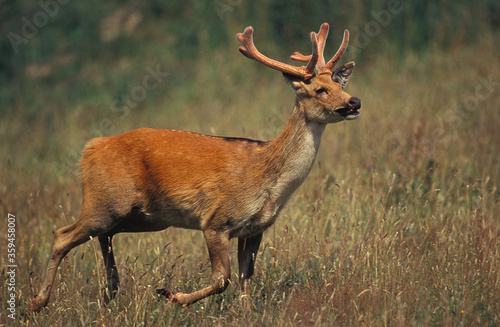 Canvas Print CERF BARASINGHA cervus duvauceli