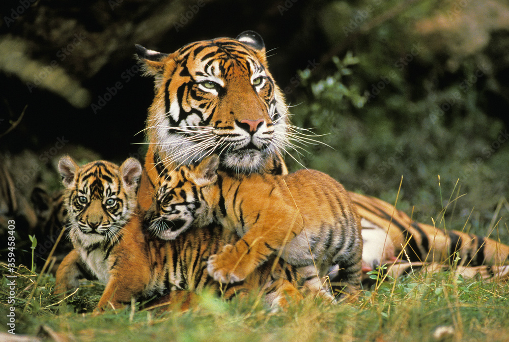 TIGRE DE SUMATRA panthera tigris sumatrae TIGRE DE SUMATRA panthera tigris sumatrae