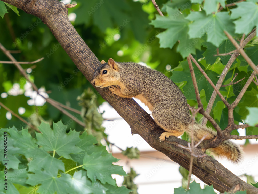 Squirrel perched on a tree branch surrounded by green leaves, lo Squirrel perched on a tree branch surrounded by green leaves, lo