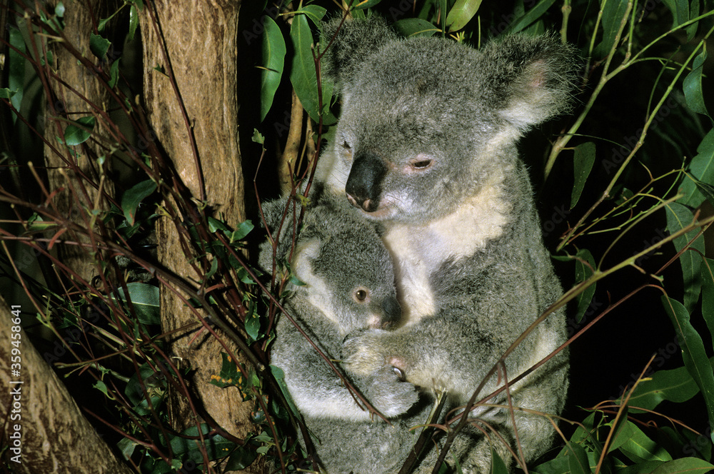 Obraz premium KOALA phascolarctos cinereus
