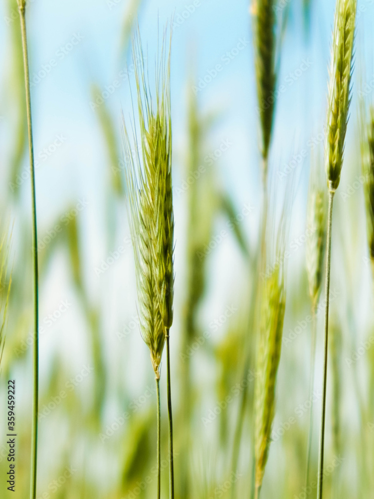 Fototapeta premium Close up of wheat pla
