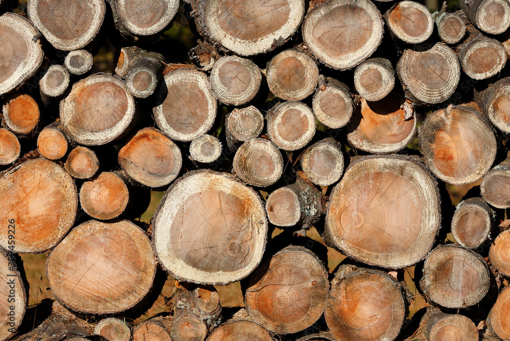 Stacked Wood Logs , White Mountain, Lincoln, New Hampshire, USA Stacked Wood Logs , White Mountain, Lincoln, New Hampshire, USA
