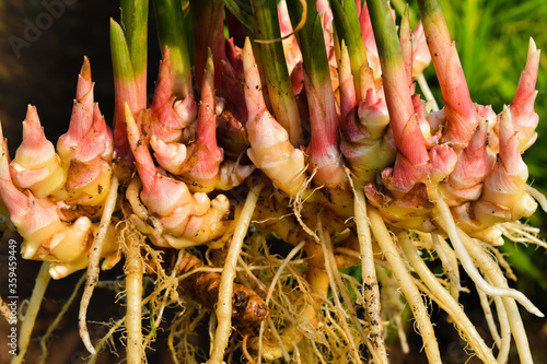closeup of fresh ginger (zingiber officinale) roots harvested from organic field. photo
