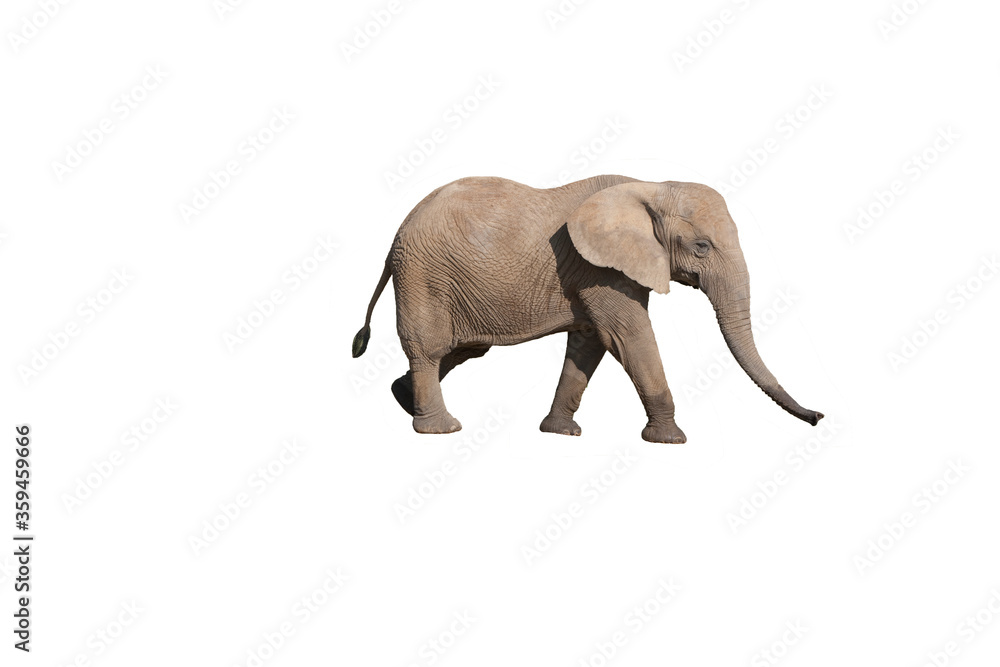 Obraz premium ELEPHANT D'AFRIQUE loxodonta africana
