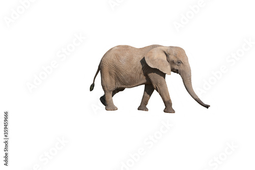 ELEPHANT D'AFRIQUE loxodonta africana