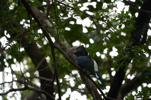 Silvery cheeked hornbill Bycanistes brevis Tanzania Lake Manyara photo