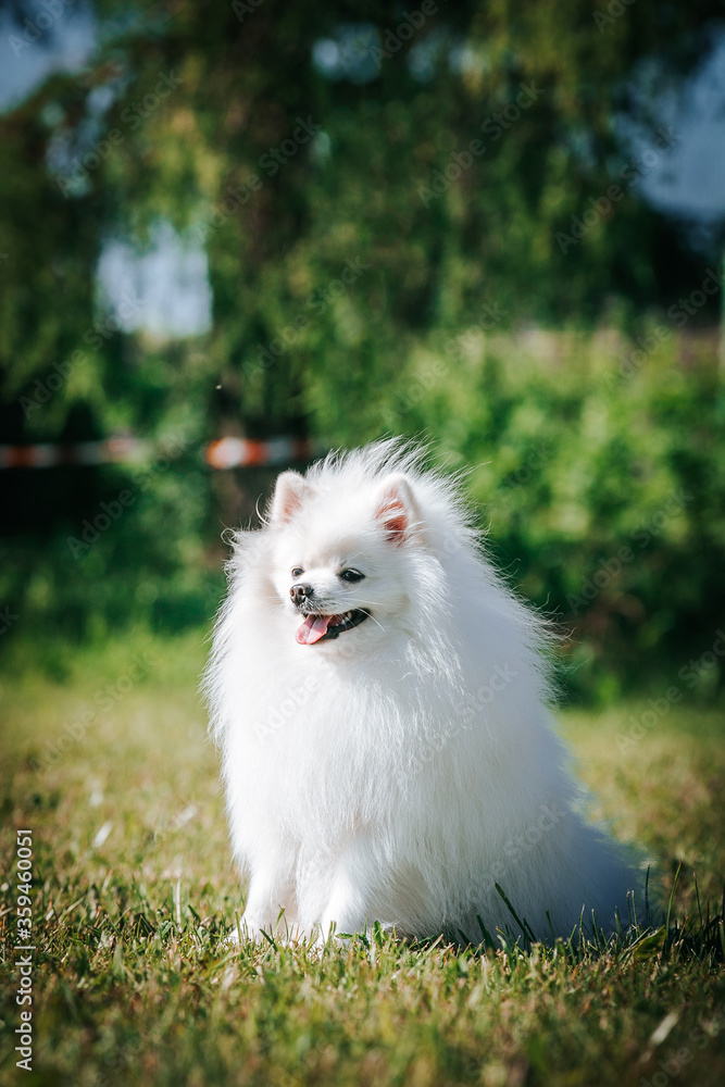 White shpitz dog posing in green background. Pet at summer. Dog smile. Pomeranian portrait