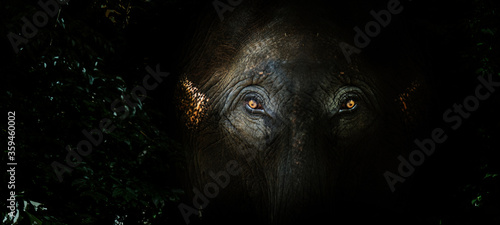 fear eyes of elephant in the jungle. Big mammal wildlife hiding
