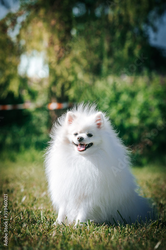 White shpitz dog posing in green background. Pet at summer. Dog smile. Pomeranian portrait © Evelina
