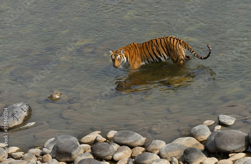 Tigress Parwali at Jim Corbett National Tiger Reserve