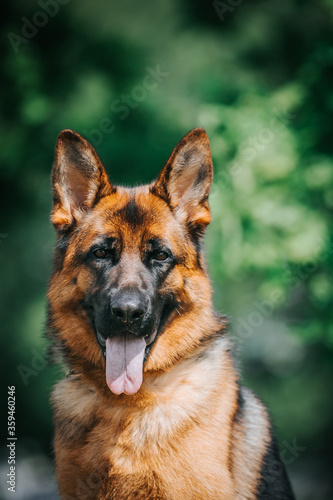 German shepherd dog  posing outside. Show dog