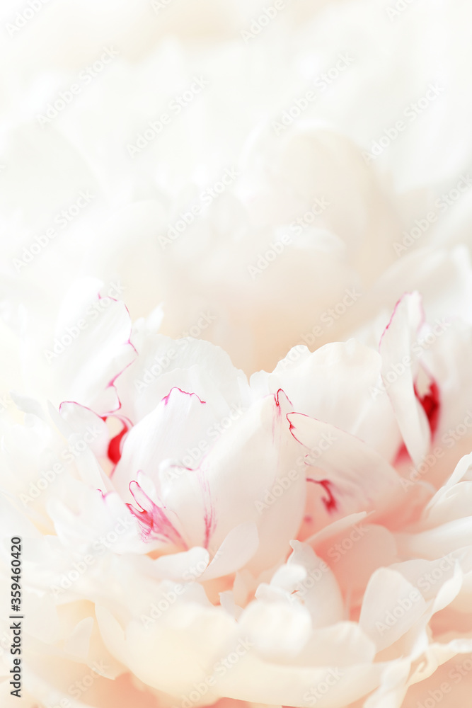 Tender white background of fresh peony petals