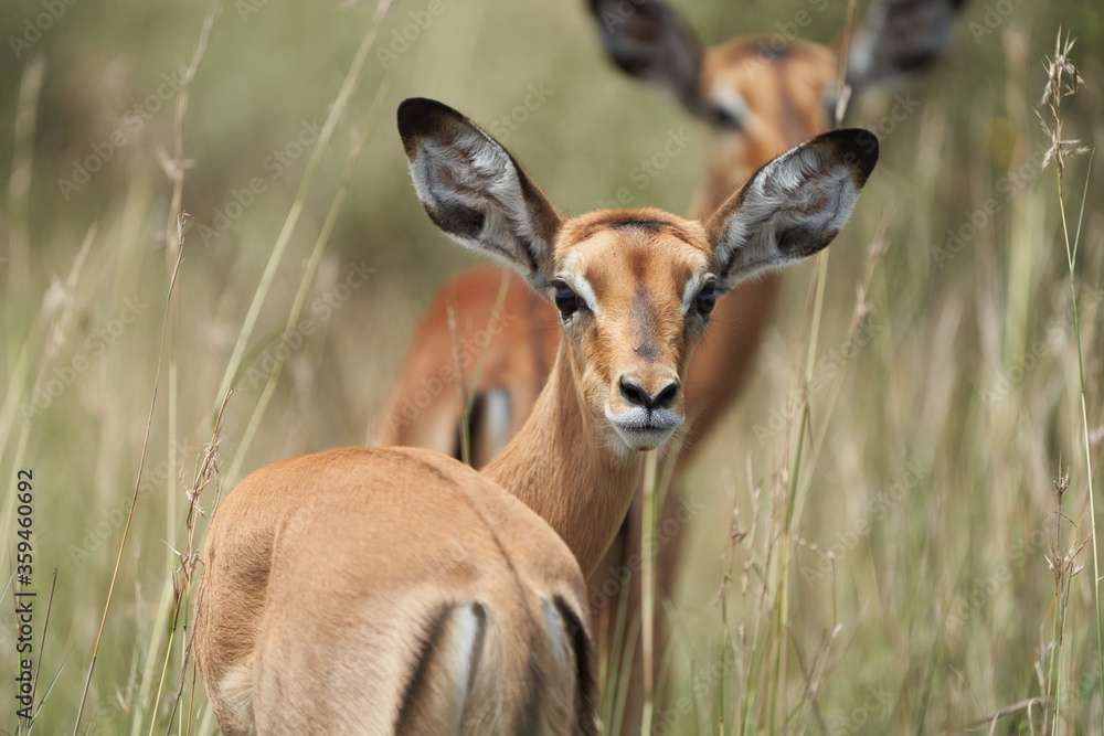 Impala Group Impalas Antelope Portrait Africa Safari
