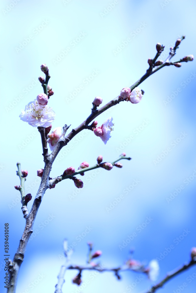 青空に梅 青空に梅